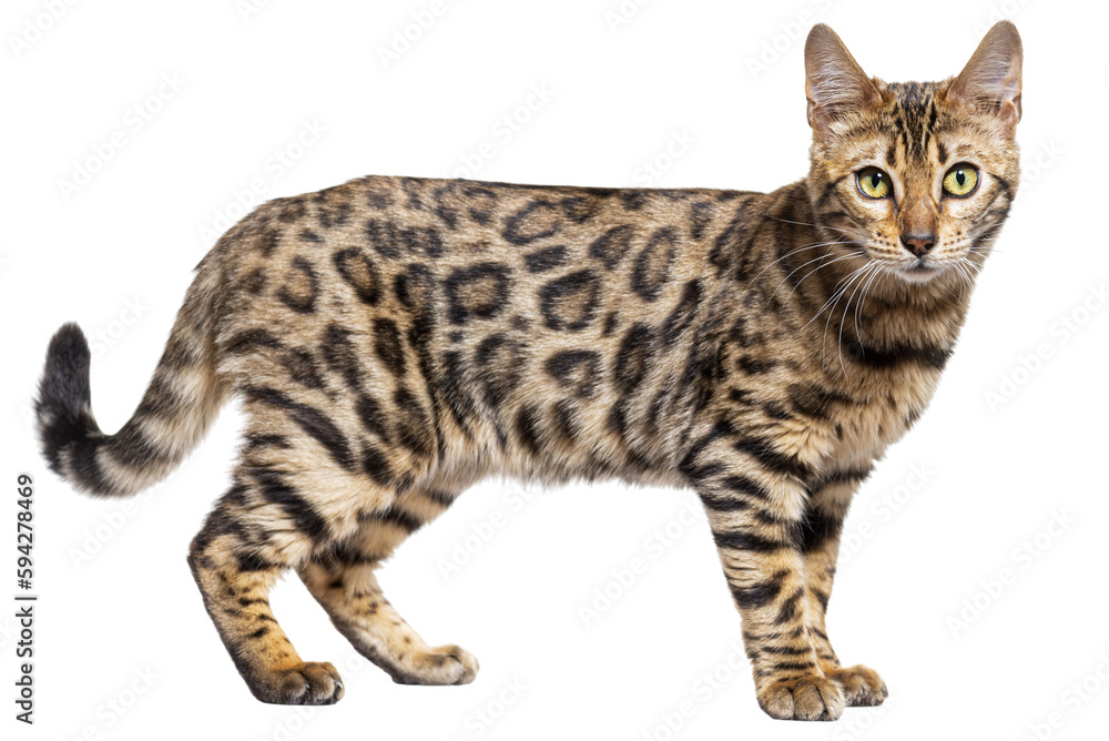 Side view of a Bengal cat, isolated on white Side view of a Bengal cat, isolated on white