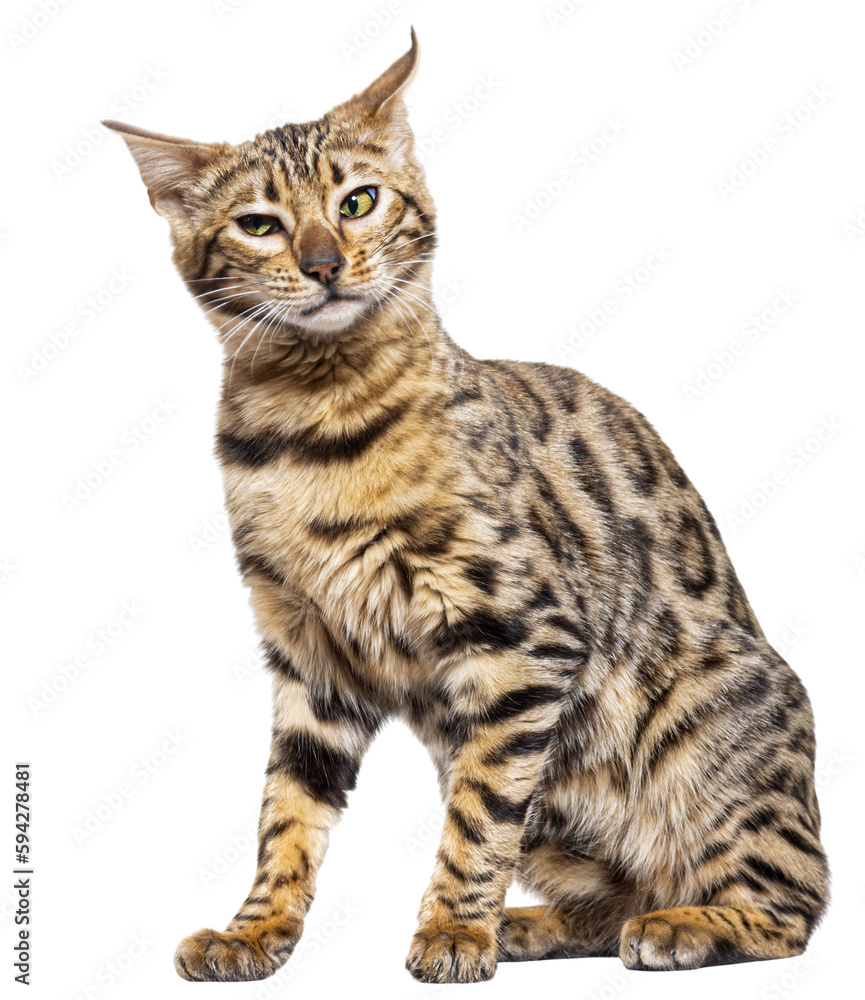irritated Bengal cat making a face, isolated on white