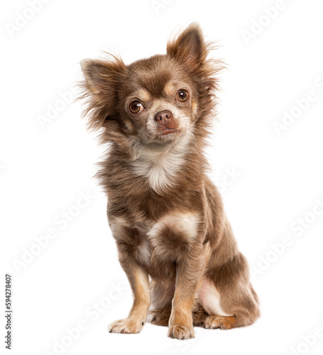 Sitting chihuahua looking away, isolated on white