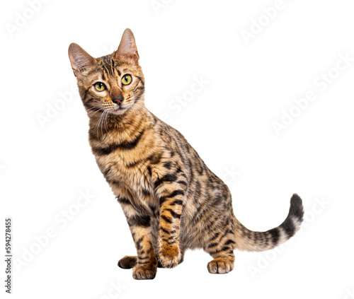 Bengal cat facing the camera, isolated on white