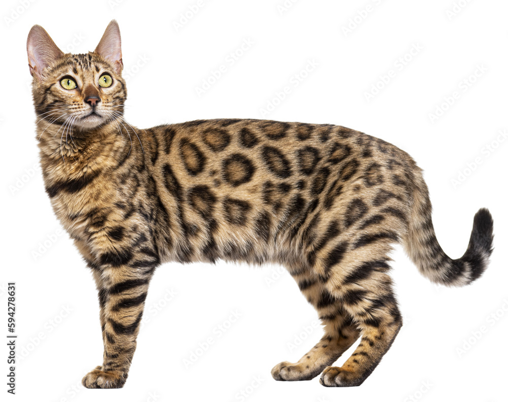 Standing brown bengal cat, side view, isolated on white Standing brown bengal cat, side view, isolated on white