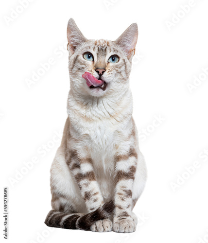 Front view of a snow lynx Bengal cat licking its lips, isolated on white