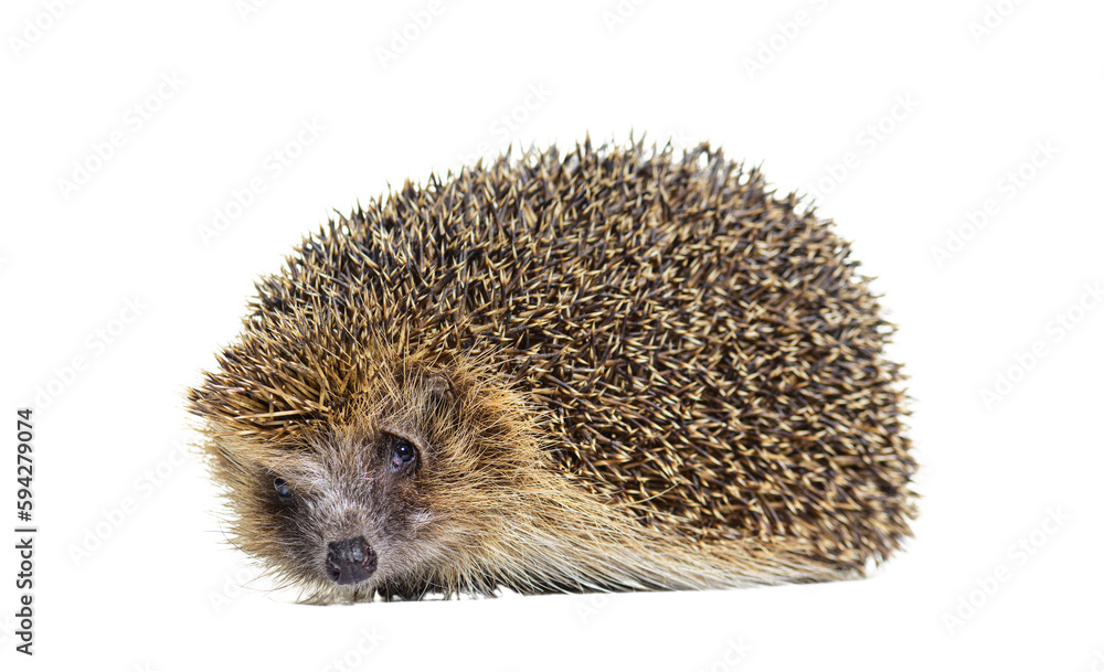 Fototapeta premium European hedgehog looking at the camera, isolated on white