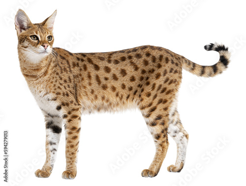 savannah F1 cat, is a hybrid cat cross between a serval and a domestic cat