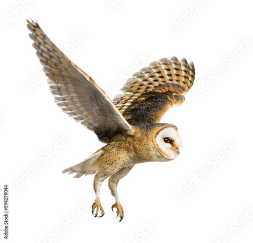 Leinwand Poster Side view of a Barn Owl, nocturnal bird of prey, flying