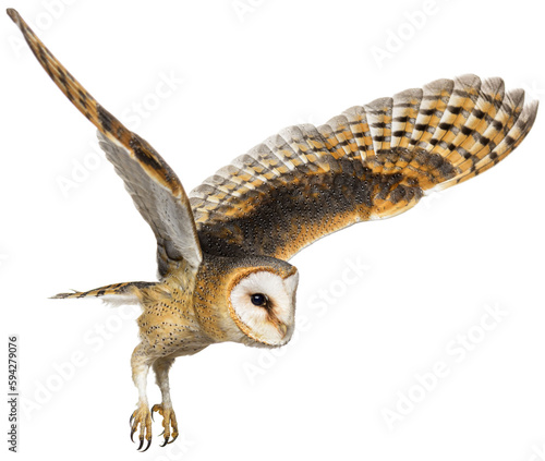 Foto Side view of a Barn Owl, nocturnal bird of prey, flying
