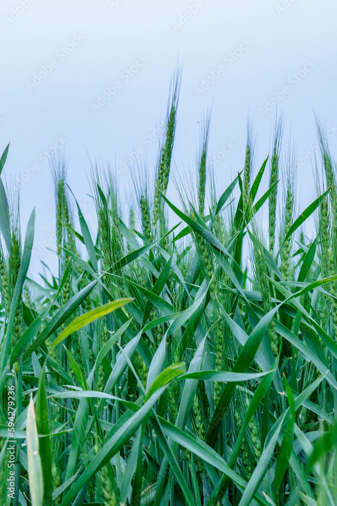 Obraz premium 青い麦の穂