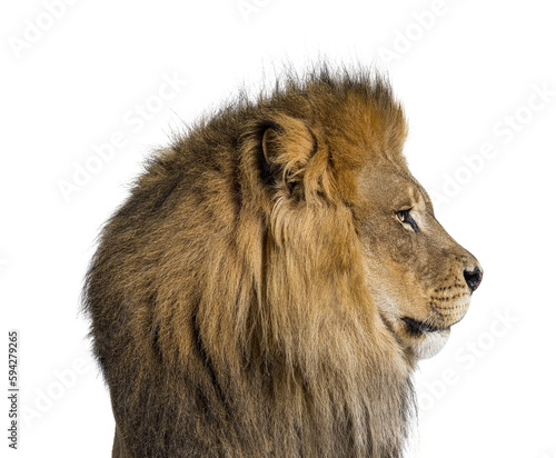 Fototapeta Naklejka Na Ścianę i Meble -  Perfect profile of a adult male lion looking away, head shot