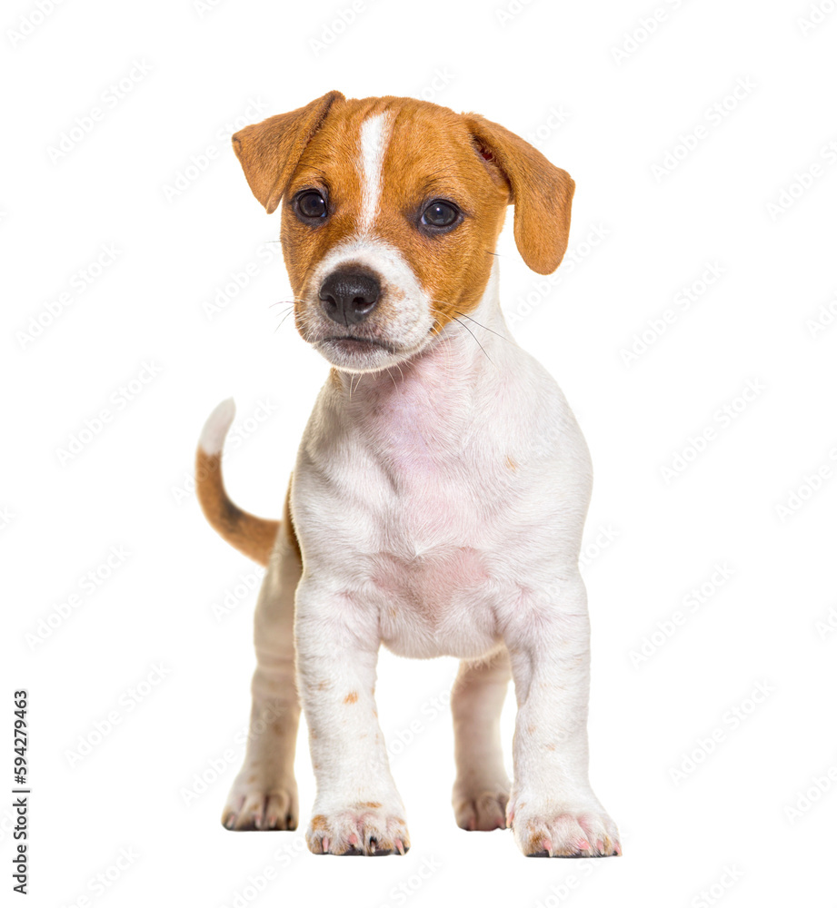 Standing in front Jack russel puppy nine weeks old, isolated on white