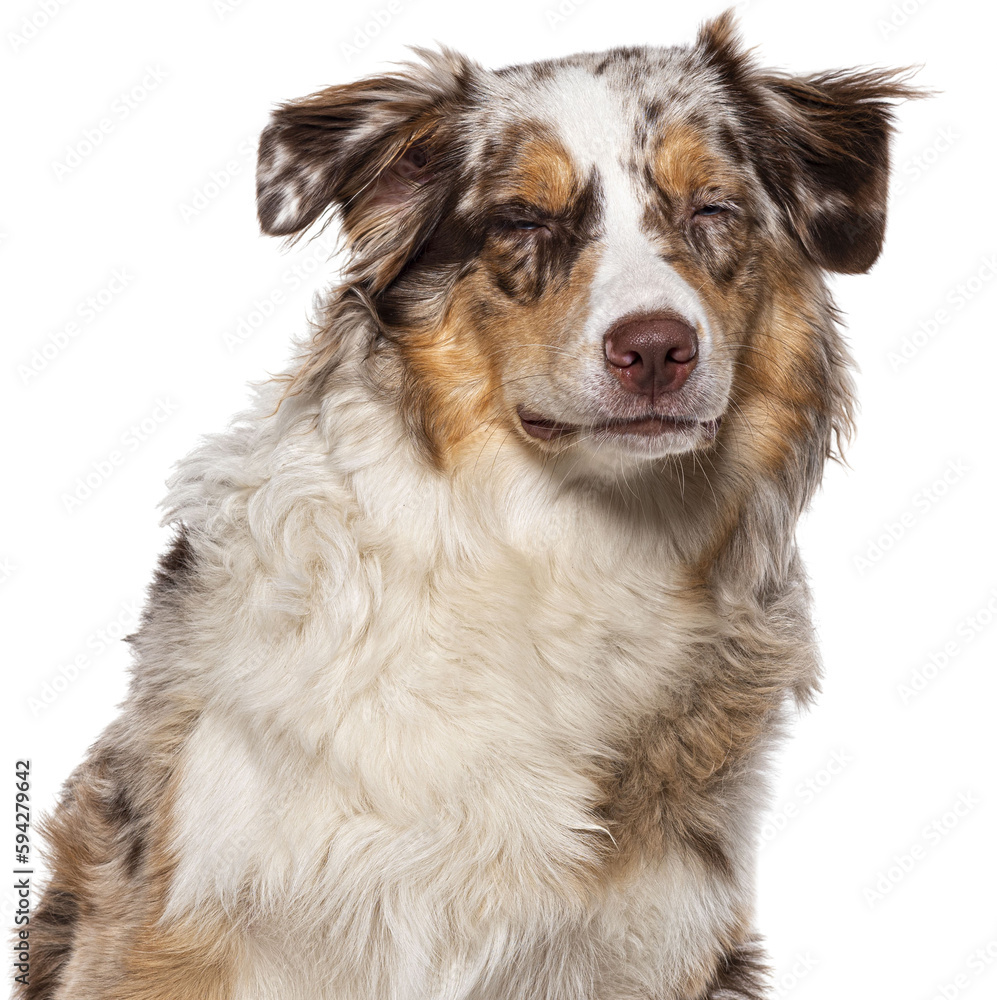 Head shot of a Eyes closed red merle Young Australian Shepherd, isolated on white