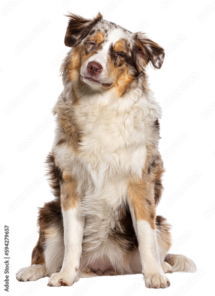 Eyes closed, sitting red merle Young Australian Shepherd, isolated on white