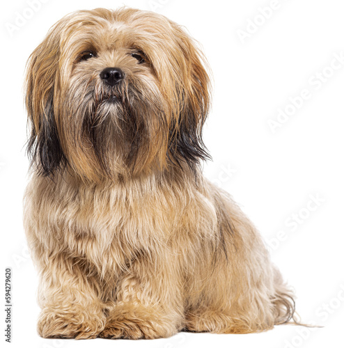 Fotografie Sitting Lhasa apso dog, isolated on white