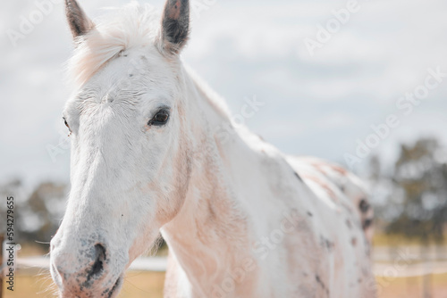 It is the horses gift to connect us with Heaven. a beautiful horse on a farm.