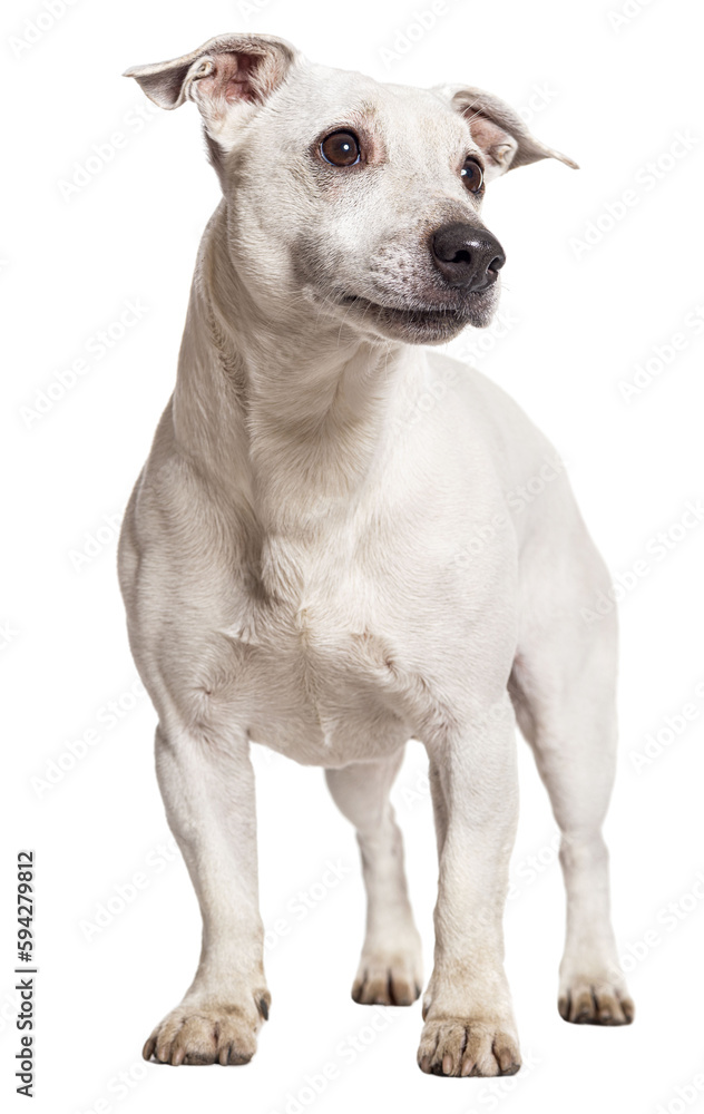 White Jack russell terrier, isolated on white