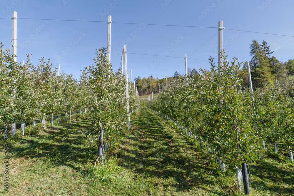 Apple crops in the Val di Non, Trentino, Italy