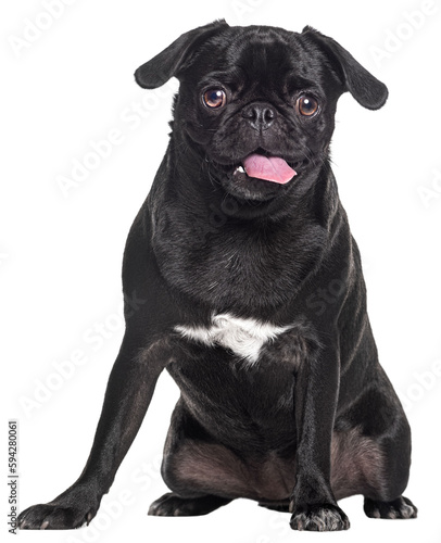 Sitting Pug dog panting and looking at the camera © Eric Isselée