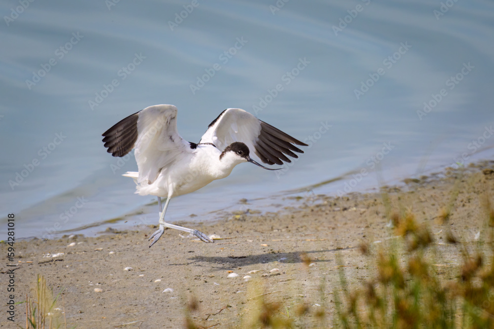 A Pied Avocet jumping near water sunny day A Pied Avocet jumping near water sunny day