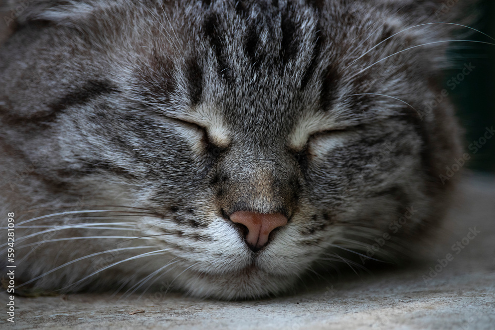 gattina occhi chiuse, animale, animale domestico, gattini, felino, gattina occhi chiuse, animale, animale domestico, gattini, felino,