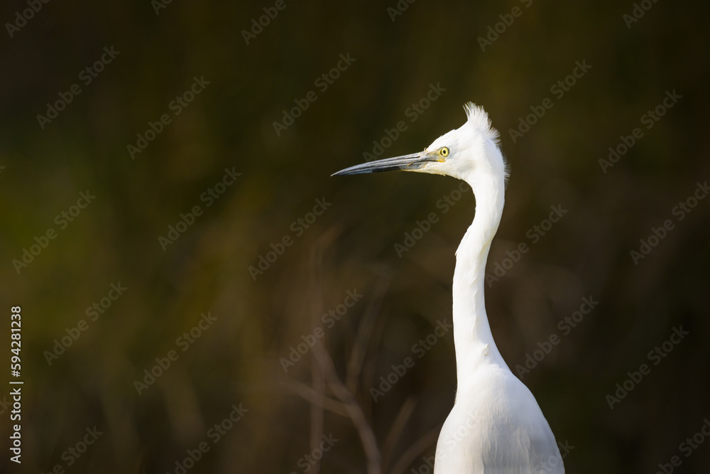A Little Egret standing on a meadow A Little Egret standing on a meadow