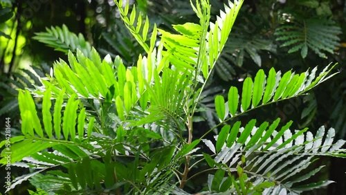 Filicium decipiens (Also called ferntree, fern tree, fern leaf tree, Kerai payung, kiara payung, ki sabun ). It is planted as an ornamental tree in the Indian subcontinent, Indonesia, Hawaii etc photo