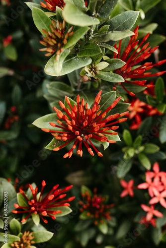 Vertical shot of vibrant orange Ixora flowers  perfect for wallpapers
