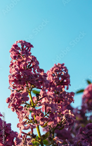 Fototapeta Naklejka Na Ścianę i Meble -  Flowering bush of purple lilac in the spring garden in the sun