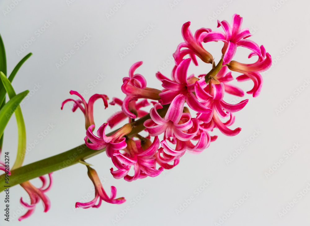 Blooming purple hyacinth on a light background