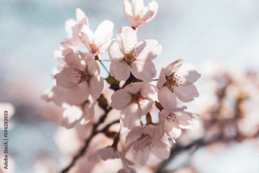 桜