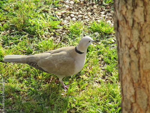 collared dove on the grass