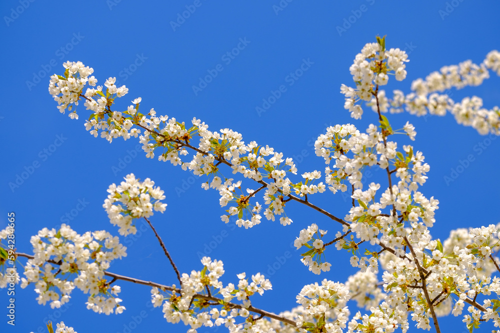 Branches of blossoming cherry white flowers on blue sky background, close-up, selective focus. Branches of blossoming cherry white flowers on blue sky background, close-up, selective focus.