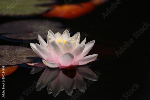 Foto Flor de Loto en el Parque Saval Valdivia
Nymphaea alba
Nenúfar