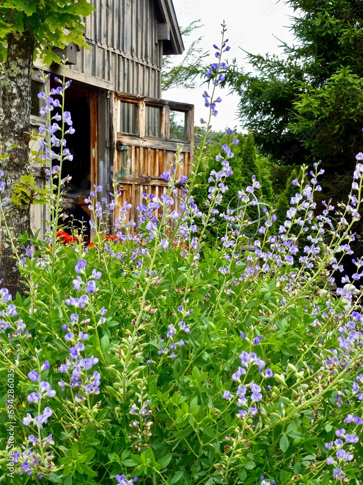 Obraz premium Vertical shot of Blue False Indigo flowering shrub in front of old wooden barn door
