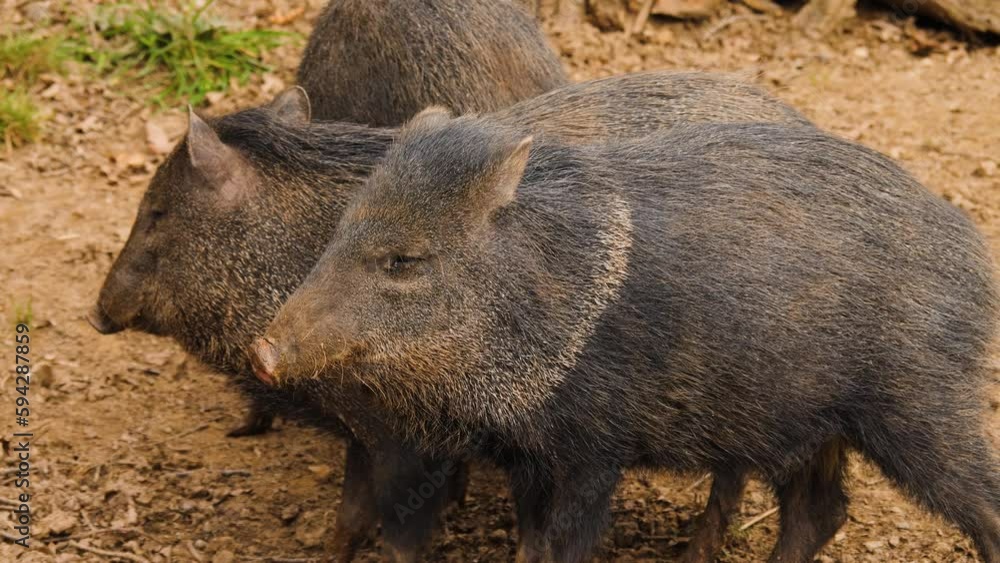 Close up peccary pig standing in mude Close up peccary pig standing in mude