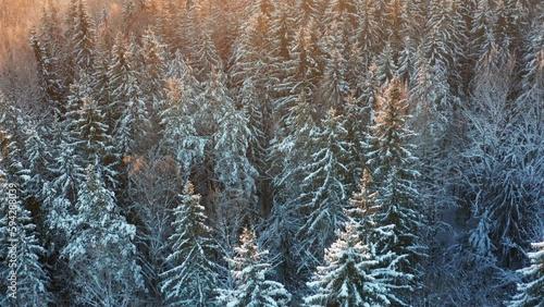 Smooth drone footage of a dense winter forest, and the snow-covered trees photo