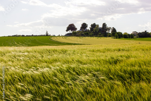 Green meadow with fresh grass swaying in a wind in sunny spring summer day. Farmland landscape in springtime. Growing corn plants on a field. Composition of nature. Agriculture Growing grains concept