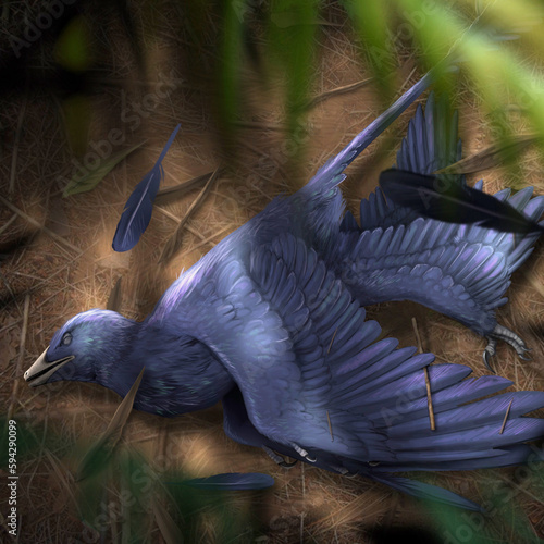 Microraptor dead photo