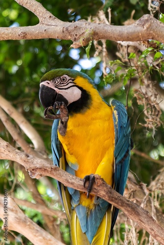 SOUTH AMERICAN YELLOW PARROT FROM COLOMBIA SIDE