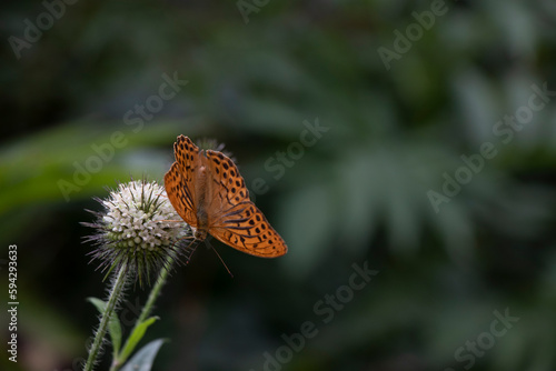 A Silver-washed Fritillary butterfly on a plant. 