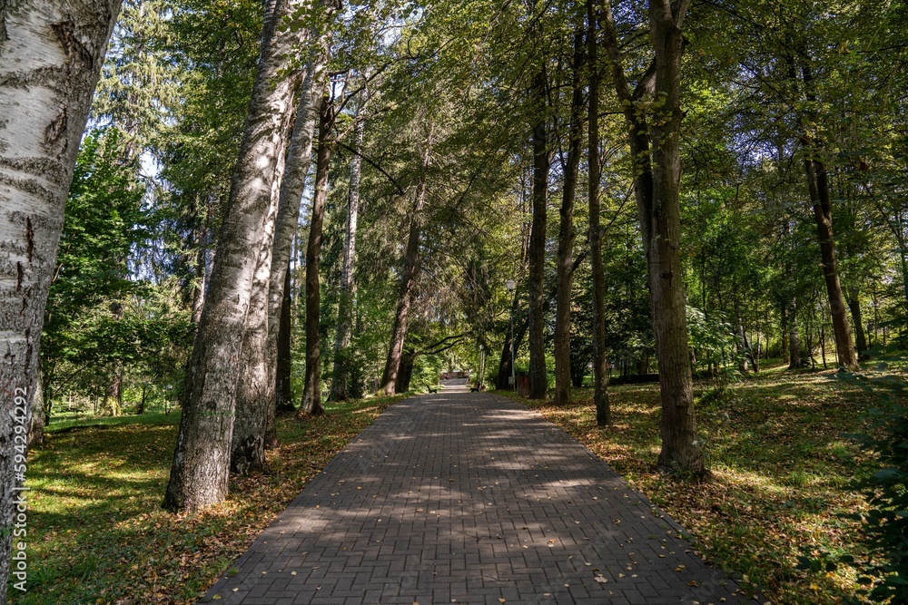 Trail in a dense green forest Trail in a dense green forest