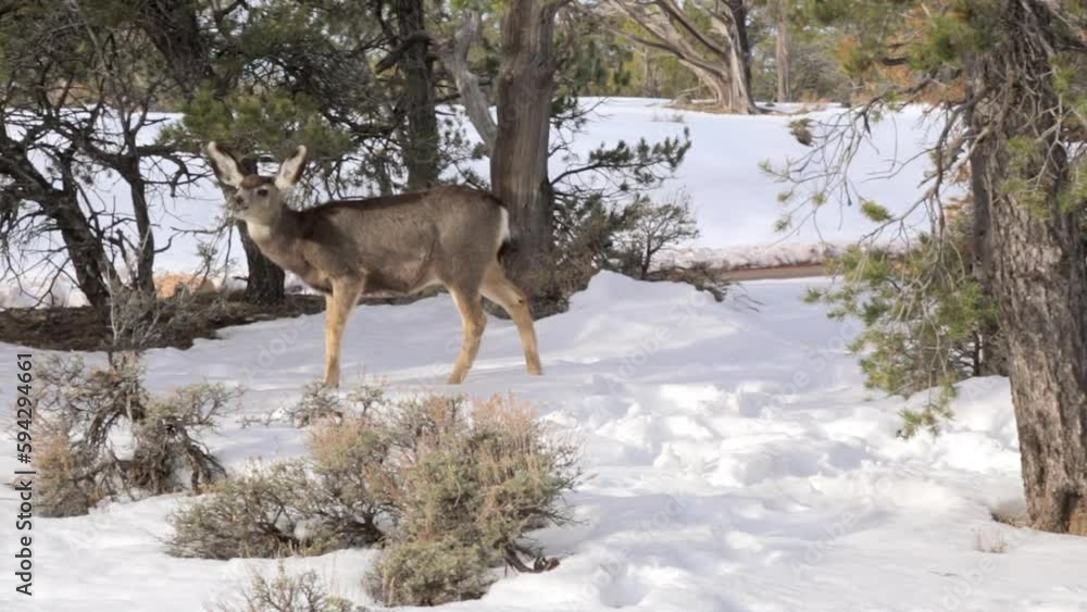 Mule deer foam in the forest of Grand Canyon National Park in winter with snow in Arizona, USA Mule deer foam in the forest of Grand Canyon National Park in winter with snow in Arizona, USA