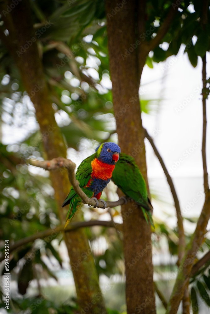 Vertical selective focus of a True parrot standing on a tree branch with open wings Vertical selective focus of a True parrot standing on a tree branch with open wings
