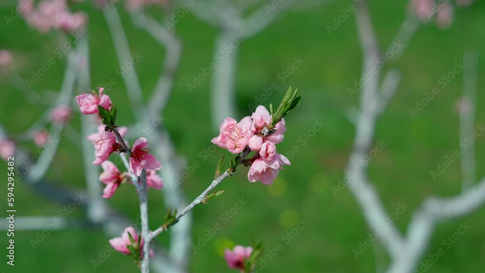Selective focus of beautiful branches of pink Cherry blossoms on the tree. Nature floral background Selective focus of beautiful branches of pink Cherry blossoms on the tree. Nature floral background