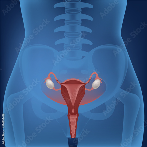 Neon background. Torso of a woman in the light. Anatomical structure of the uterus. reproductive system. Medical poster. Vector illustration