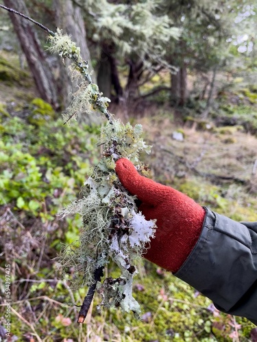 someone holding up a piece of moss and a twig