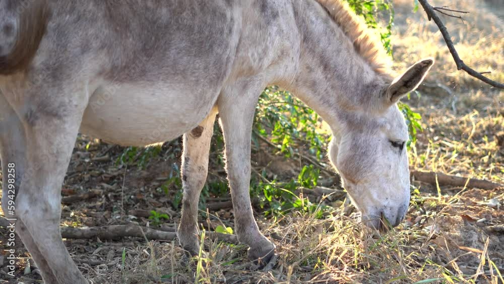 donkey walking and eating in the pasture donkey walking and eating in the pasture