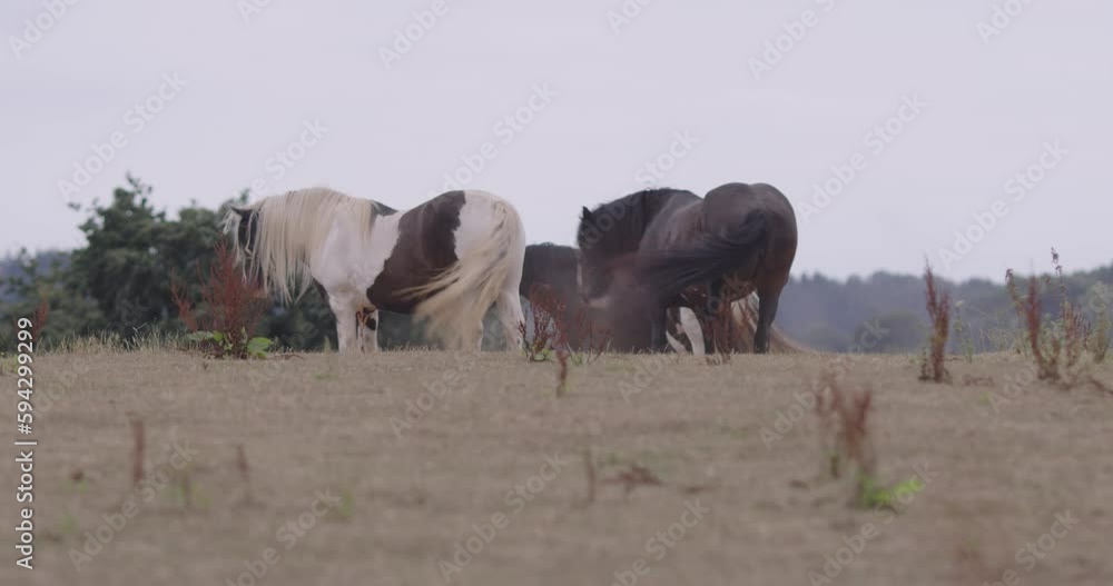 Beautiful horses grazing in a field on a windy day in Devon, UK Beautiful horses grazing in a field on a windy day in Devon, UK