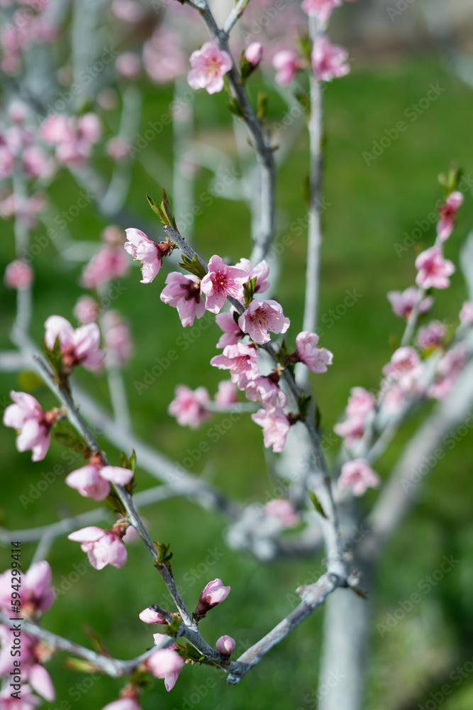 Selective focus of beautiful branches of pink Cherry blossoms on the tree. Nature floral background Selective focus of beautiful branches of pink Cherry blossoms on the tree. Nature floral background