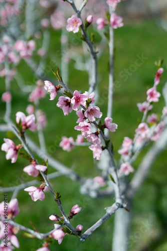 Selective focus of beautiful branches of pink Cherry blossoms on the tree. Nature floral background