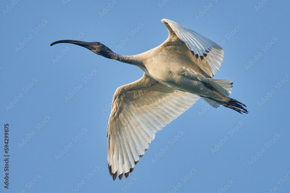 Obraz premium Australian white ibis in flight over Brisbane, Queensland, Australia.