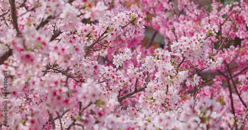 Pink blossoms cover branches of Sakura tree Pink blossoms cover branches of Sakura tree
